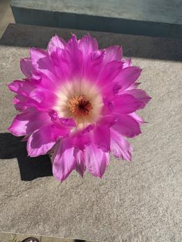 Echinocereus rigidissimus rubispinus